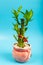 Ribbon dracaena tree or Lucky bamboo grown-up in flower pot with Chinese word ` Property`