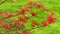 Ribbon-leaf Japanese Maple. Red Japanese maple tree against bright green background wallpaper. Acer Palmatum Atrolineare