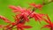 Ribbon-leaf Japanese Maple. Red Japanese maple tree against bright green background wallpaper. Acer Palmatum Atrolineare