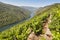 Ribeira sacra terrace vineyards and Sil river canyon in Galicia