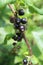 Riber nigrum commonly The blackcurrant or black currant, a woody shrub in the garden