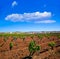 Ribera Guadiana vineyard Extremadura Spain