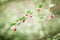 Ribes alpinum berries and blurry background