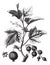 Ribes berry or blackcurrant or vintage engraving