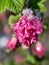Ribes flower close up