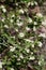 RIBES INDECORUM BLOOM - RED ROCK CP MRCA - 022421 B