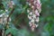Ribes Malvaceum Bloom - Santa Monica Mountains - 021622