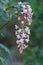 Ribes Malvaceum Bloom - Santa Monica Mountains - 021622