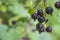 Ribes nigrum, blackcurrant