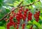 Ribes red berry growing in a garden