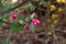 Ribes sanguineum flowering currant bloom in spring