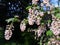 Ribes Sanguineum Glutinosum, Pink-Flowered Currant.