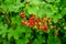 Ribes spicatum Robson