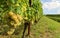 Ribolla Gialla grape hanging on vine at the beginning of vineyard row