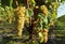 Ribolla Gialla grapes on a vine in Friuli .