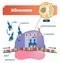 Ribosomes vector illustration. Anatomical and medical labeled scheme. Explained closeup diagram.