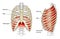 Ribs and diaphragm