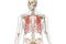 Ribs or rib cage bones in color with body 3D rendering illustration isolated on white with copy space. Human skeleton anatomy,