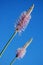 Ribwort with bright blue sky