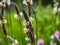 Ribwort plantain grasses in bloom 1