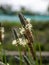Ribwort plantain grasses in bloom 2
