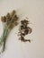 Ribwort plantain seeds and flower stalks