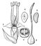 Ribwort Plantain vintage illustration