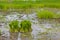 Rice agriculture preparation rice seedlings