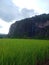 Rice agronomi indonesia