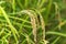 Rice in bad condition caused by insect and pest