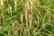 Rice in bad condition caused by insect and pest