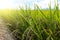 Rice berry in the field, ready to harvest soon