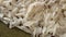 Rice bugs or Rice weevils crawling in grain | 4K Micro Shot
