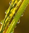 Rice close up in the morning time with dew drops