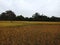 Rice close up sky leave green growing