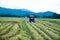 Rice combine harvester in paddy,Rice harvest of Thai farmers