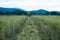 Rice combine harvester in paddy,Rice harvest of Thai farmers