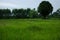 Rice,cornfield,green