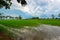 Rice Cornfield with the nice sky