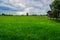 Rice Cornfield with the nice sky