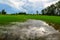 Rice Cornfield with the nice sky