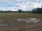 Rice crop damage from flooding