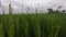 Rice crops field in Kerala India , young rice crops getting ready for harvest