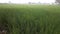 Rice crops in my village Our rice field full of life we take rice every day twice