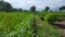 The rice crops in the pest attack ahead of the harvest season