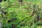 Rice crops terrace in Bali