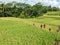 Rice cultivation on Bali, Indonesia