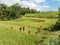 Rice cultivation on Bali, Indonesia