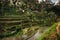 Rice cultivation in Bali, Indonesia. Rice terraces with sky reflecting during golden hour at evening