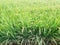 Rice cultivation of intense green color